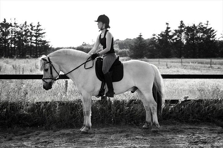 Fjordhest Birkens Saxo billede 19