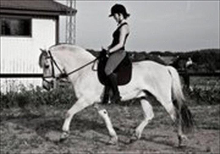 Fjordhest Birkens Saxo billede 1