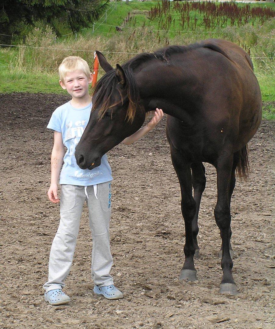 Arabisk fuldblod (OX) A'Sweet Surprize - Lukas og My. billede 7