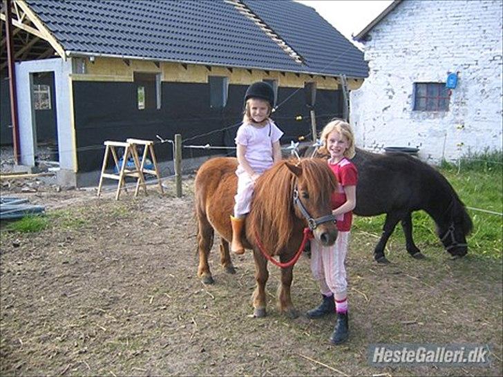 Shetlænder Olfert billede 1