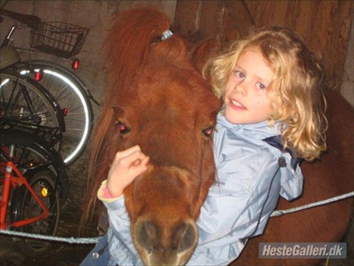 Shetlænder Olfert billede 4