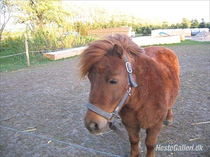 Shetlænder Olfert billede 5