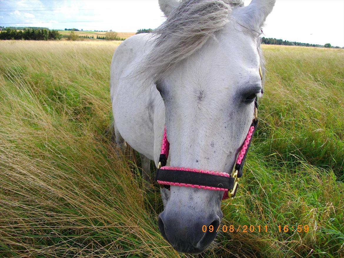 New Forest sunshine billede 7