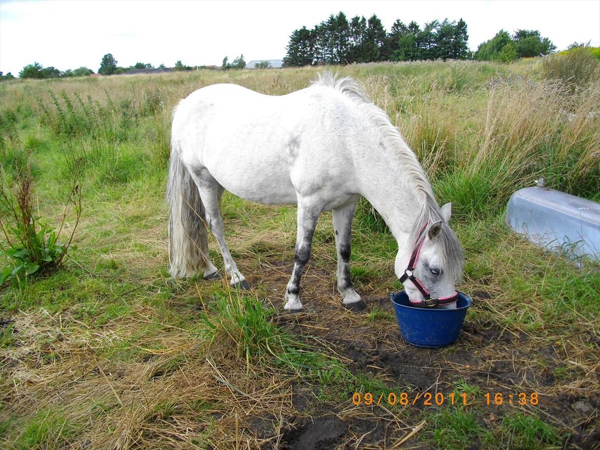 New Forest sunshine billede 8