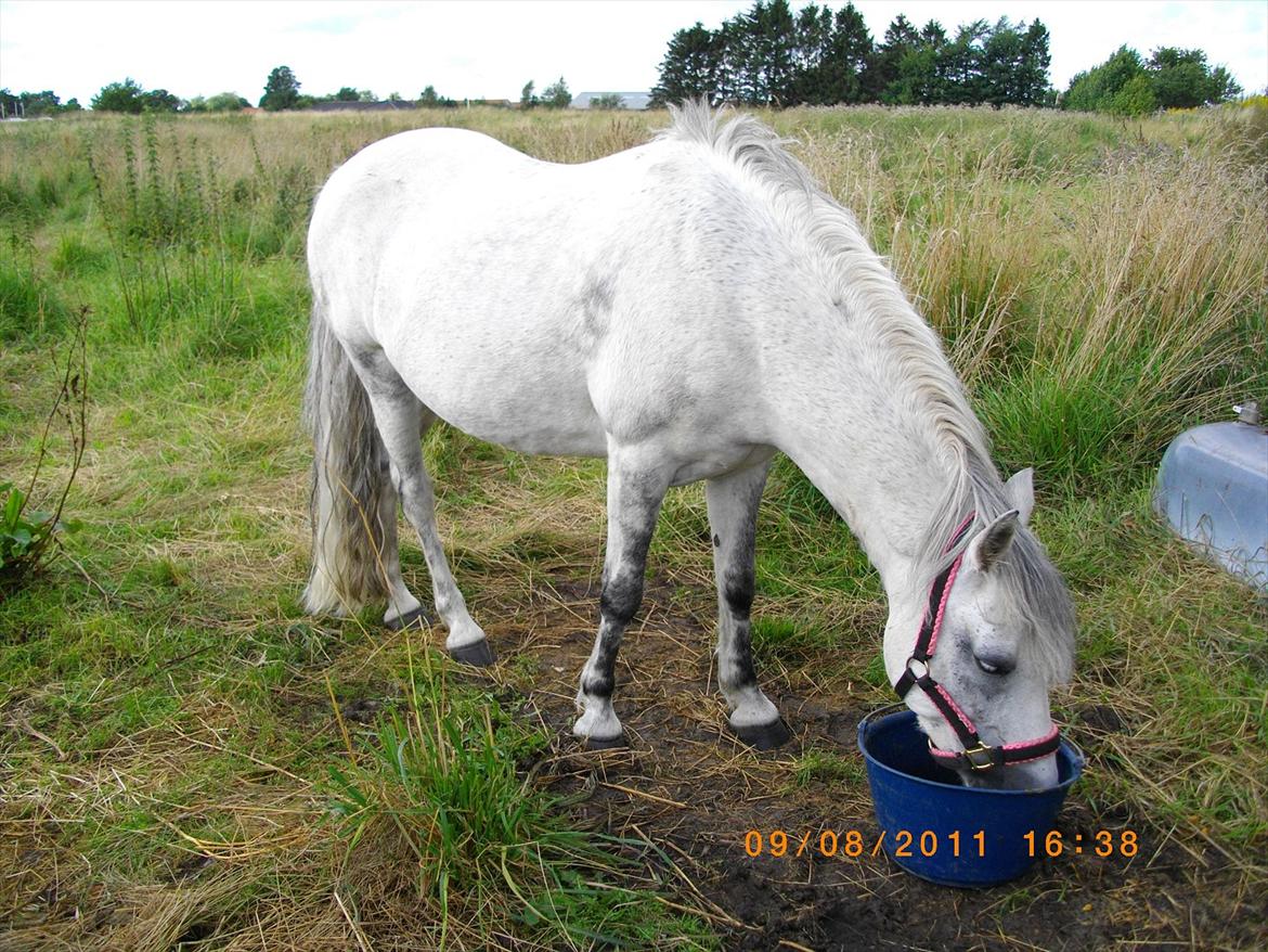 New Forest sunshine billede 9