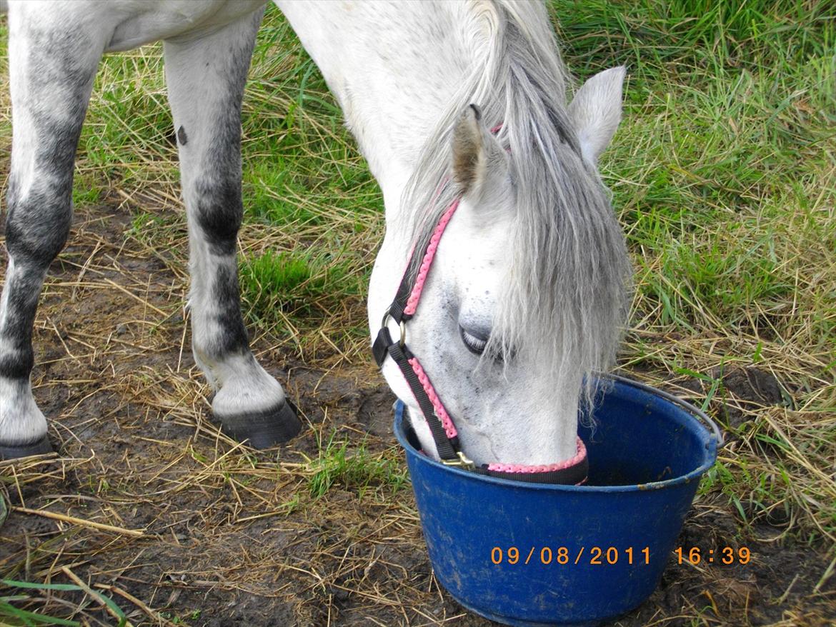 New Forest sunshine billede 10