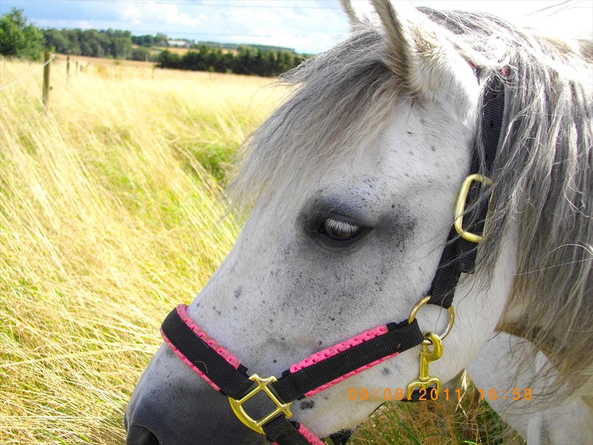 New Forest sunshine billede 11