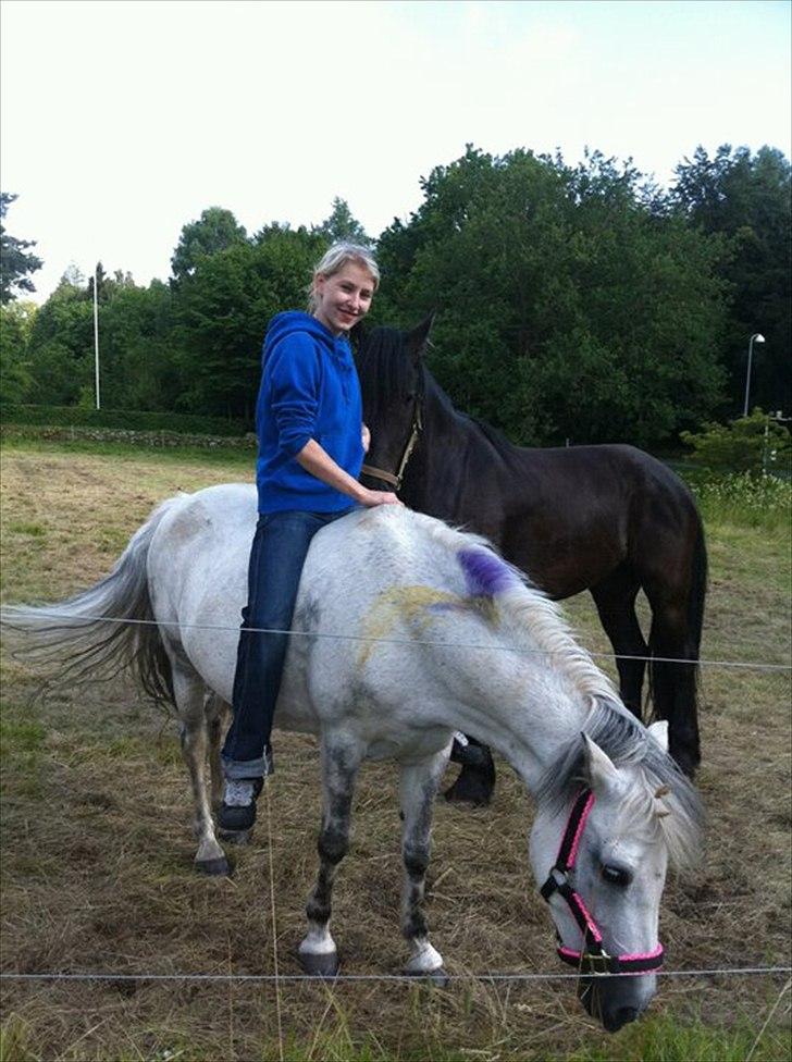 New Forest sunshine billede 12