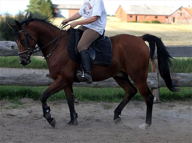 Arabisk fuldblod (OX) A'Chanze SOLGT! billede 3
