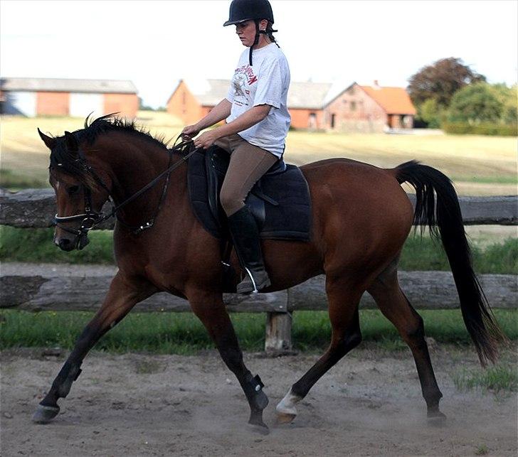 Arabisk fuldblod (OX) A'Chanze SOLGT! billede 2