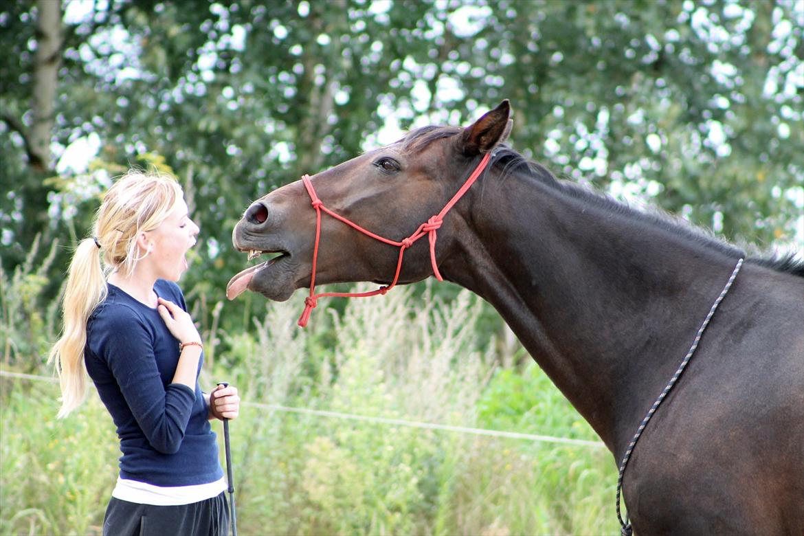 Oldenborg Adonis Odderbjerg billede 9
