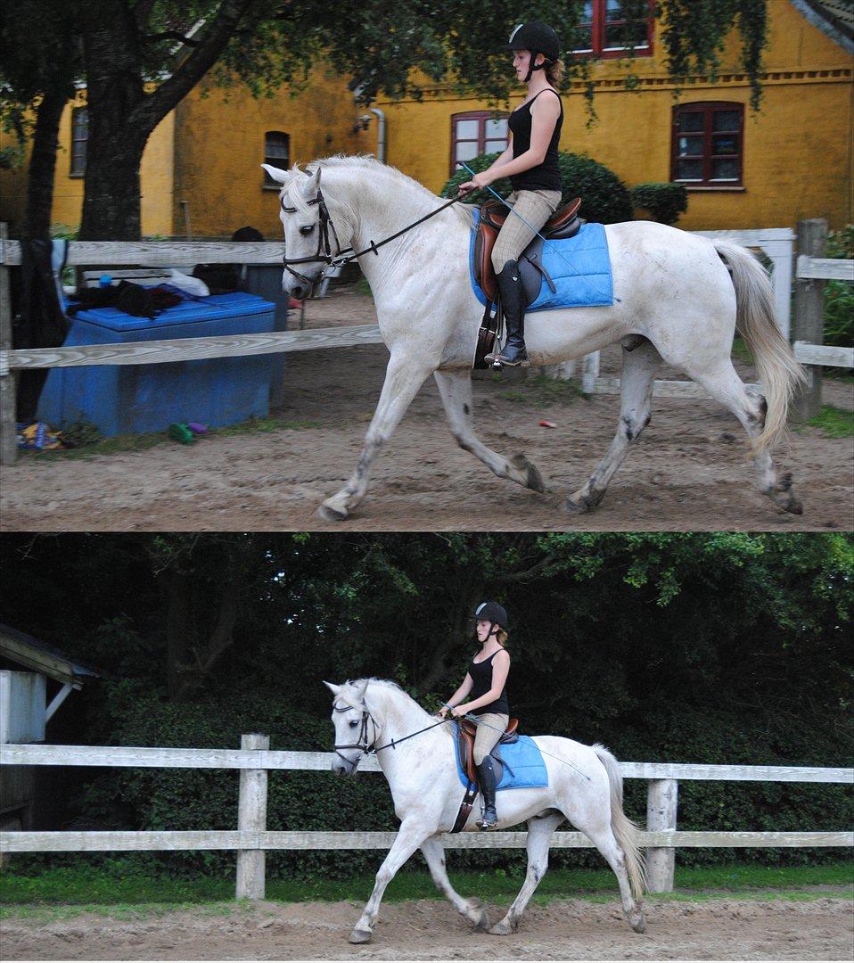 Anden særlig race Karlsbjerggårs´s Shadow A billede 19