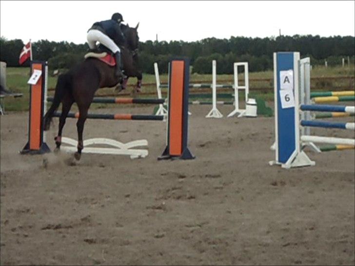 Hollandsk Varmblod KWPN Wichita - LB*  billede 5