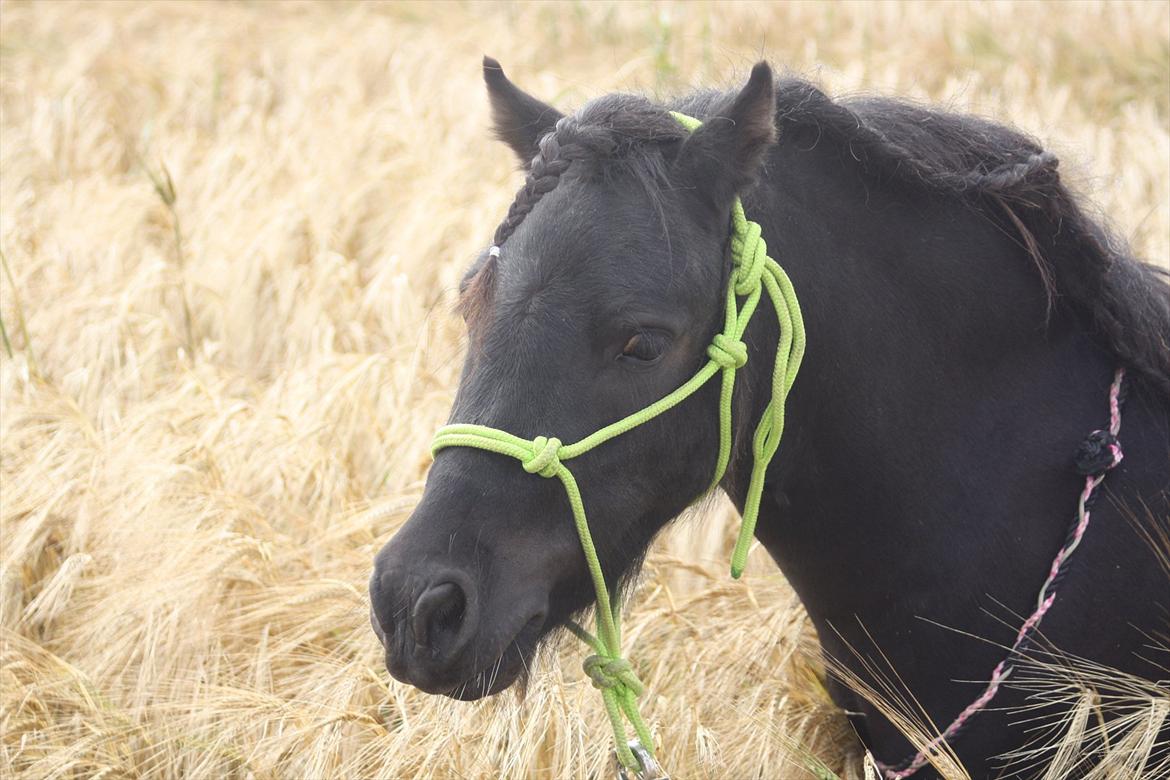 Miniature Shetlænder | Solvang's Sweety Speedy [Miss you]  - Mon prince élégante<3 // foto: Mig billede 2