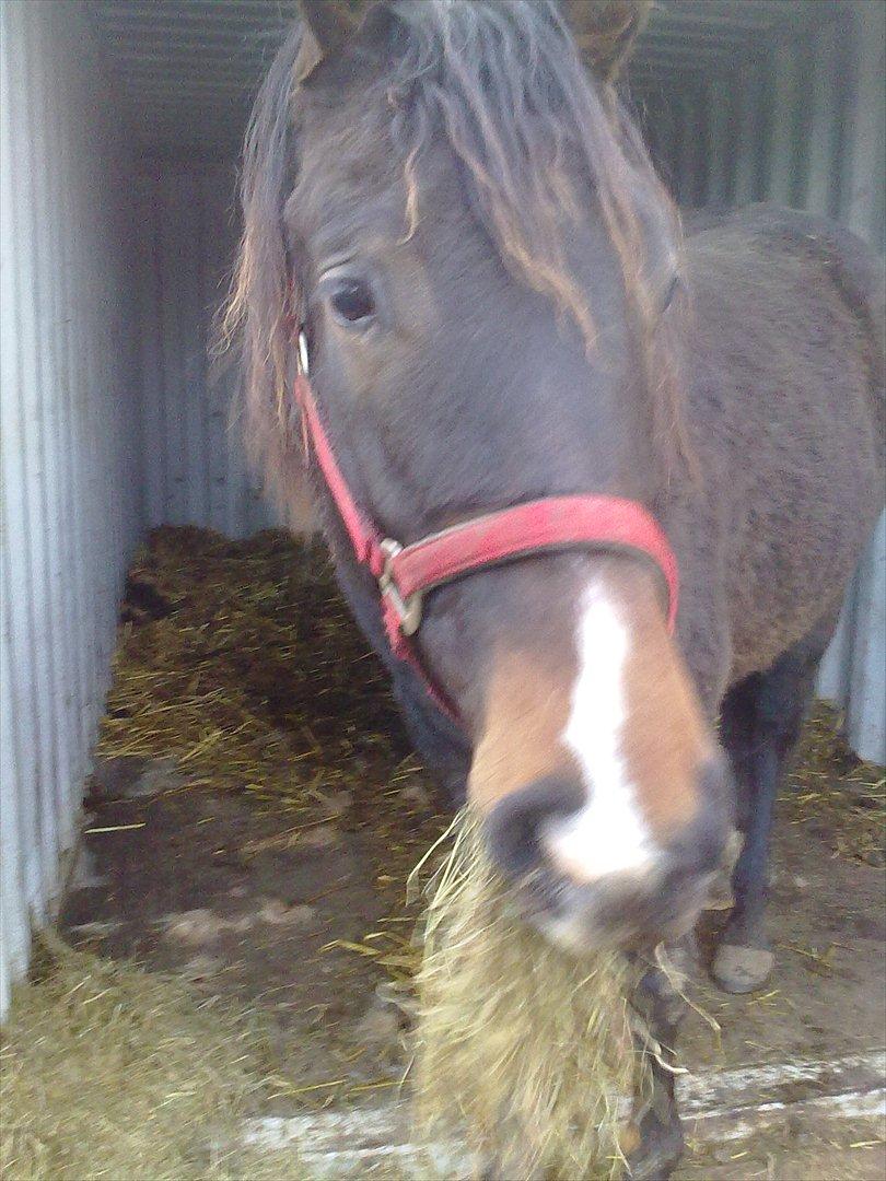 Anden særlig race Egekvist's Chili billede 13
