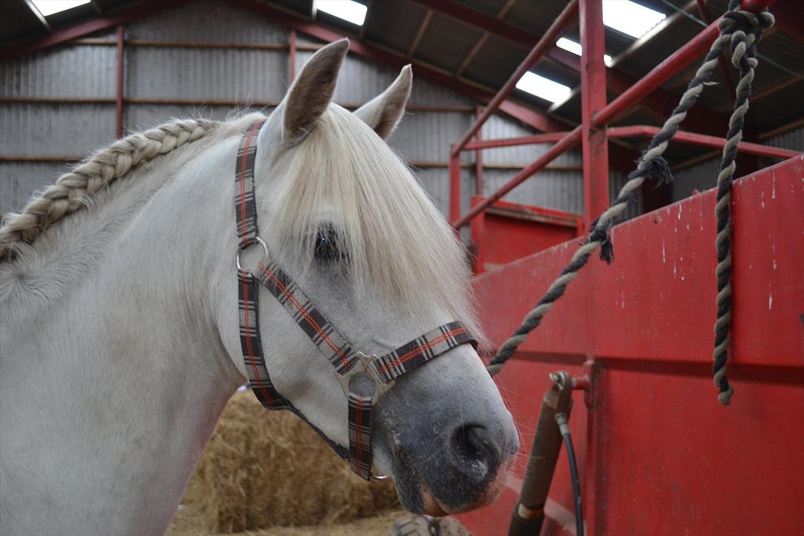 Welsh Pony (sec B) Klintholms Sir Jeff (Bebber) billede 3