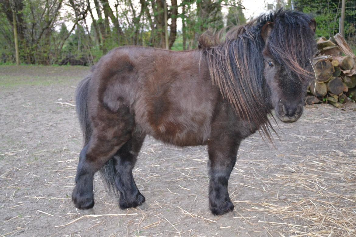 Shetlænder Teddy billede 1