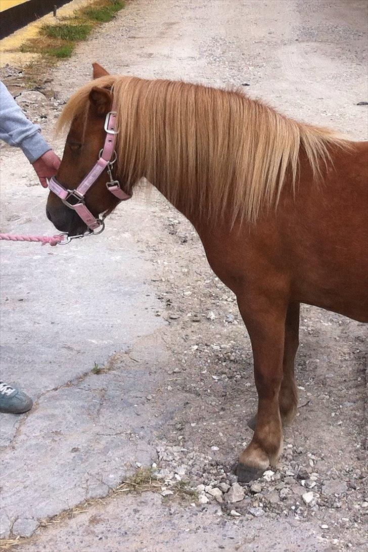 Shetlænder Misti billede 1