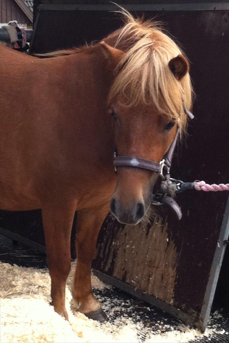 Shetlænder Misti billede 2