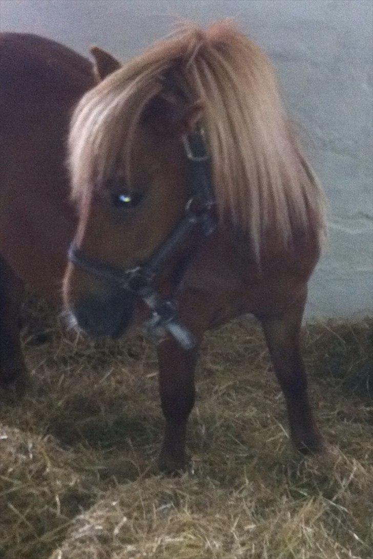 Shetlænder Misti billede 3