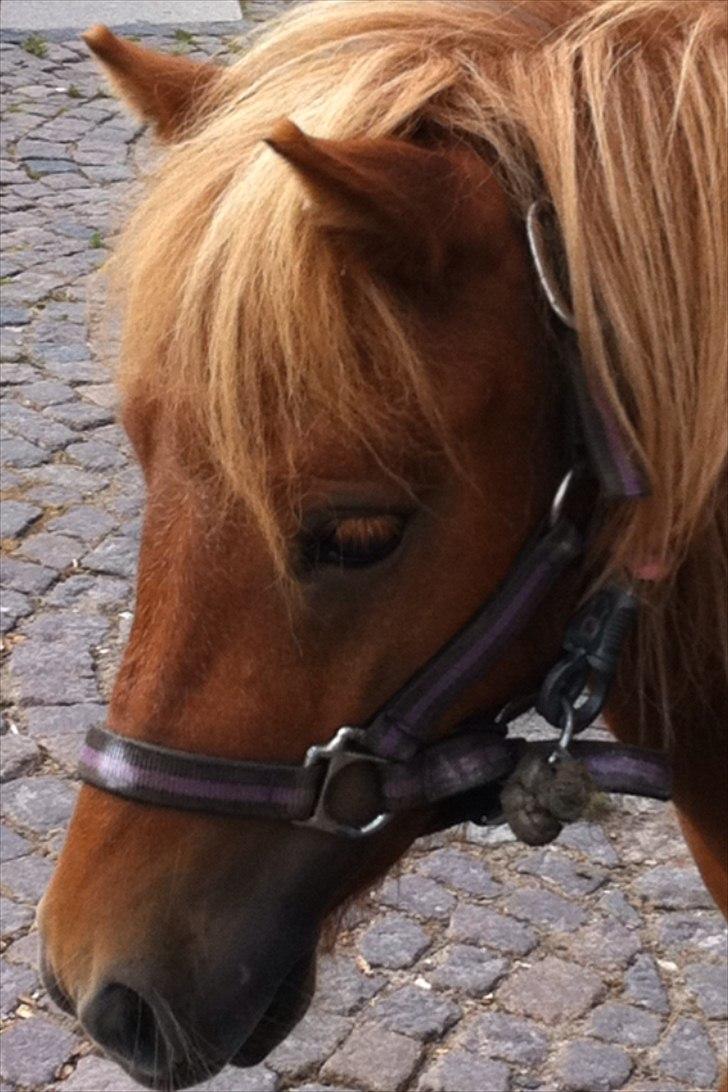 Shetlænder Misti billede 5