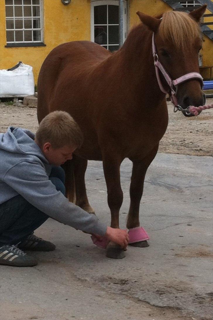 Shetlænder Misti billede 6