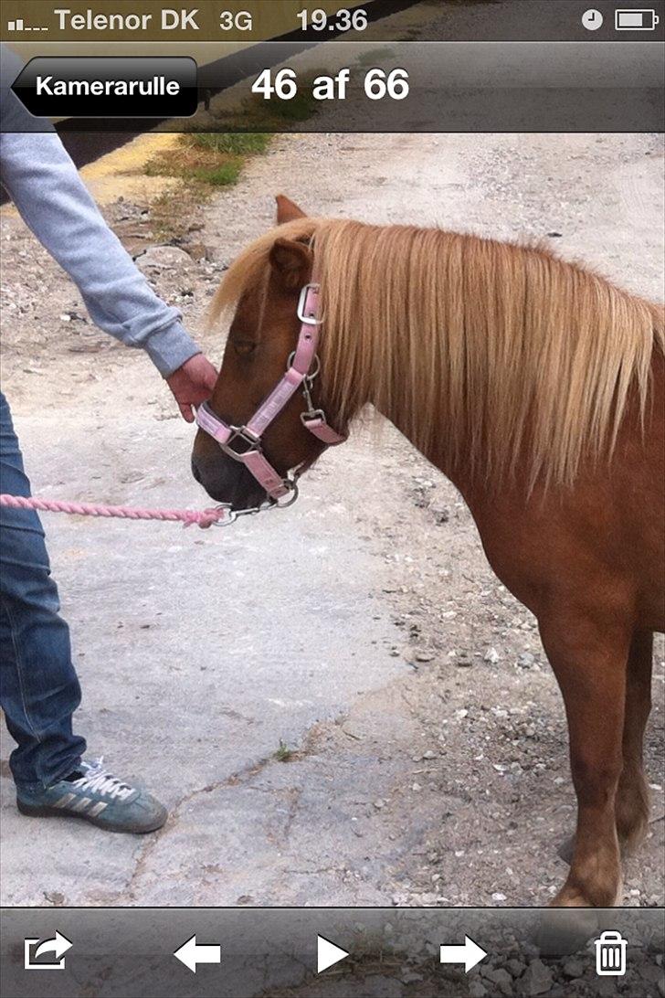 Shetlænder Misti billede 7