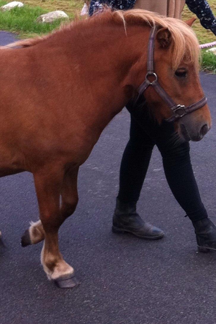 Shetlænder Misti billede 8