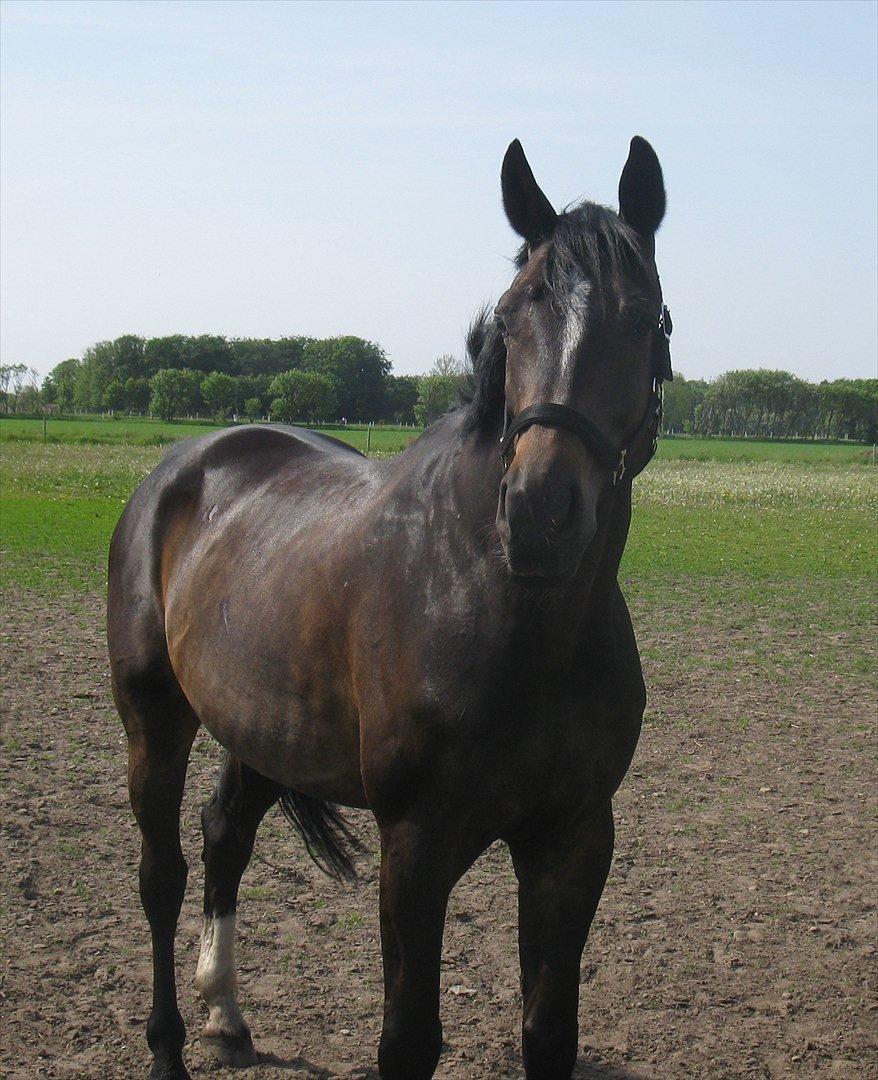 Oldenborg Enzo billede 1