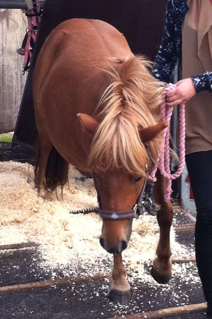 Shetlænder Misti billede 9