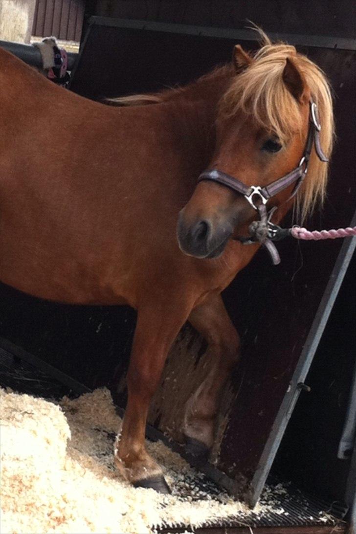 Shetlænder Misti billede 10