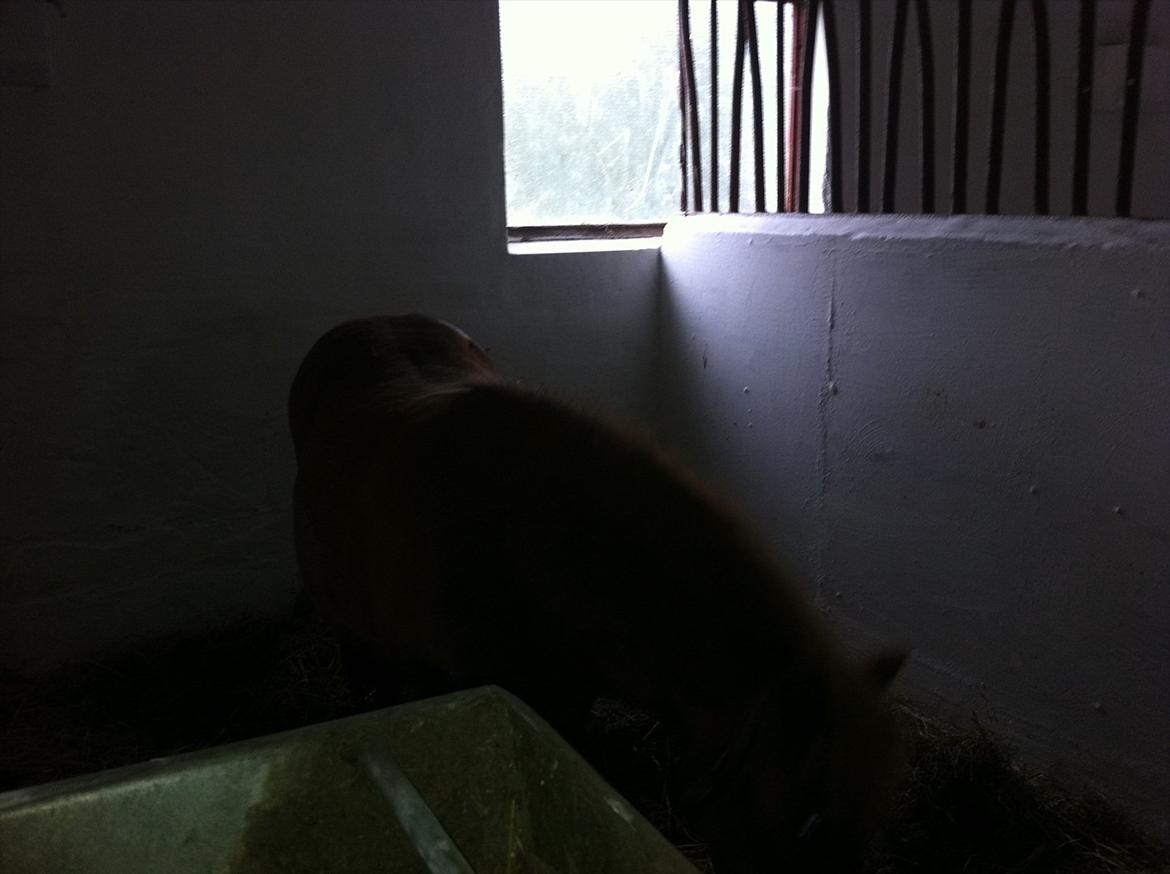 Shetlænder Misti - i gamle boks billede 11