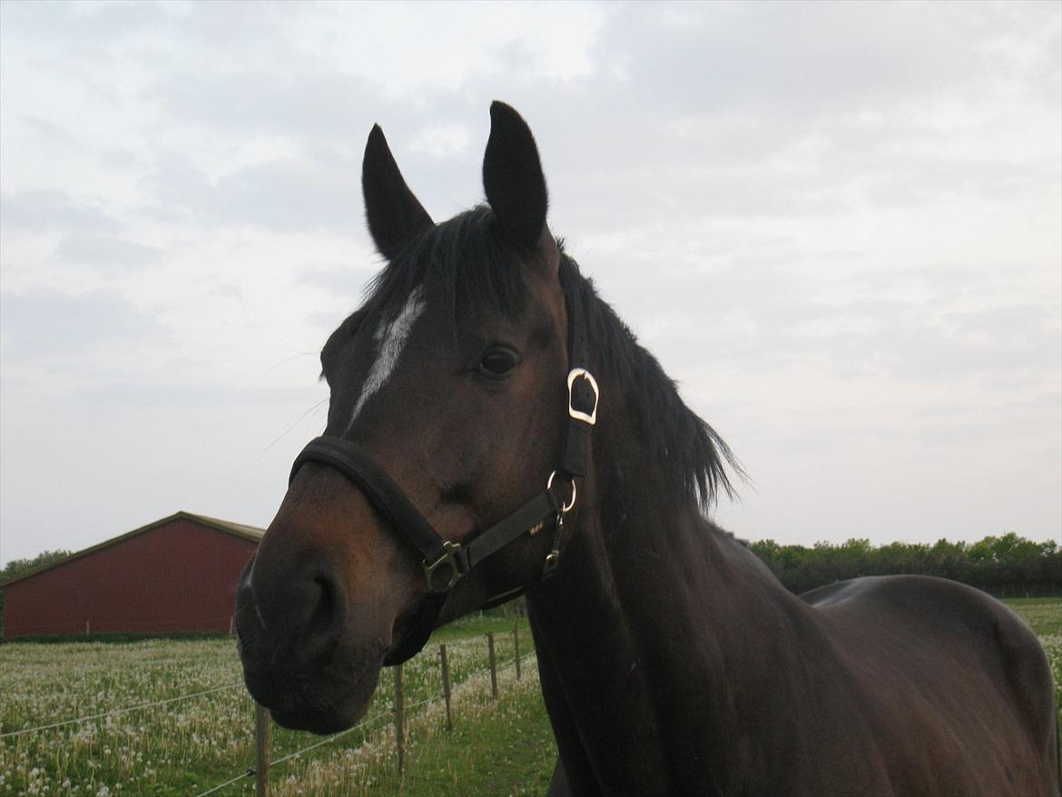 Oldenborg Enzo billede 2