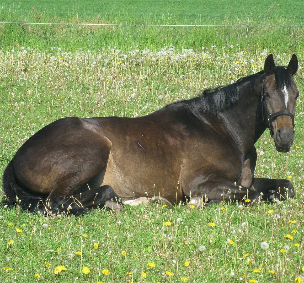 Oldenborg Enzo billede 3