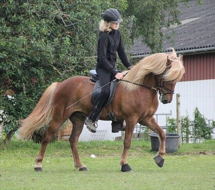 Islænder Gandur fra Skringstrup - taget af Caroline Holvad - tak! billede 11