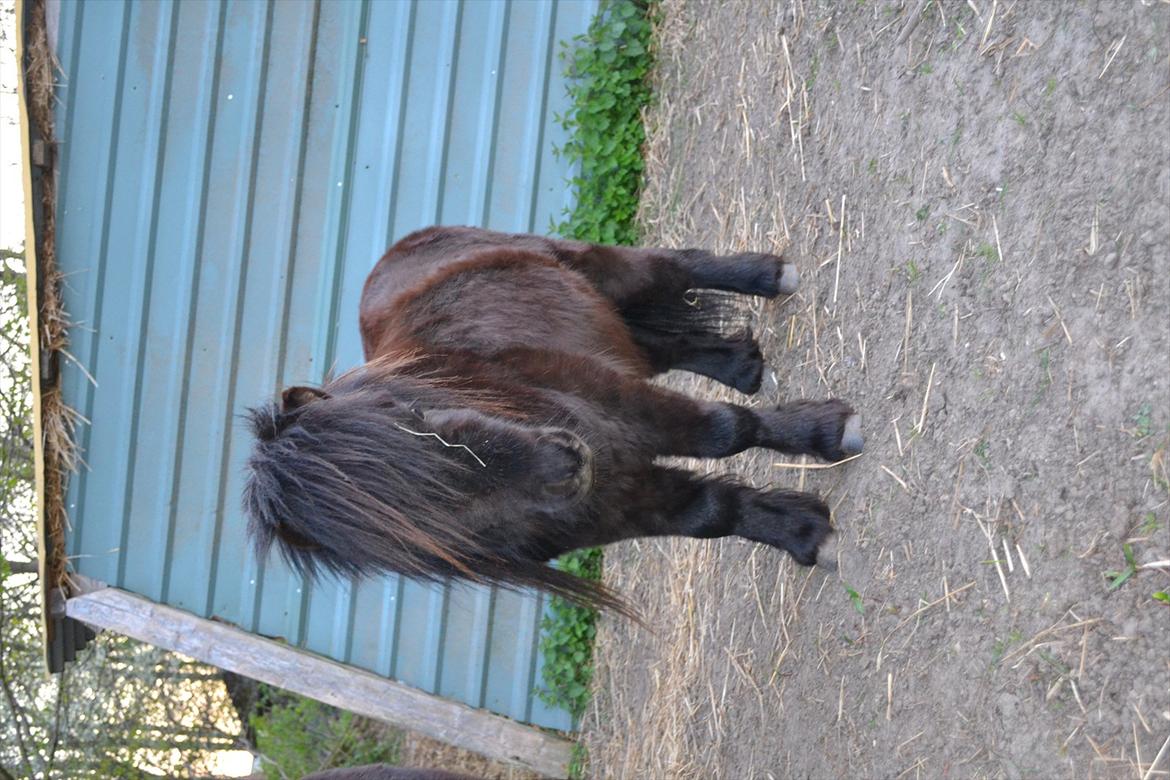 Shetlænder Teddy - smukke teddy forår 2011 billede 3