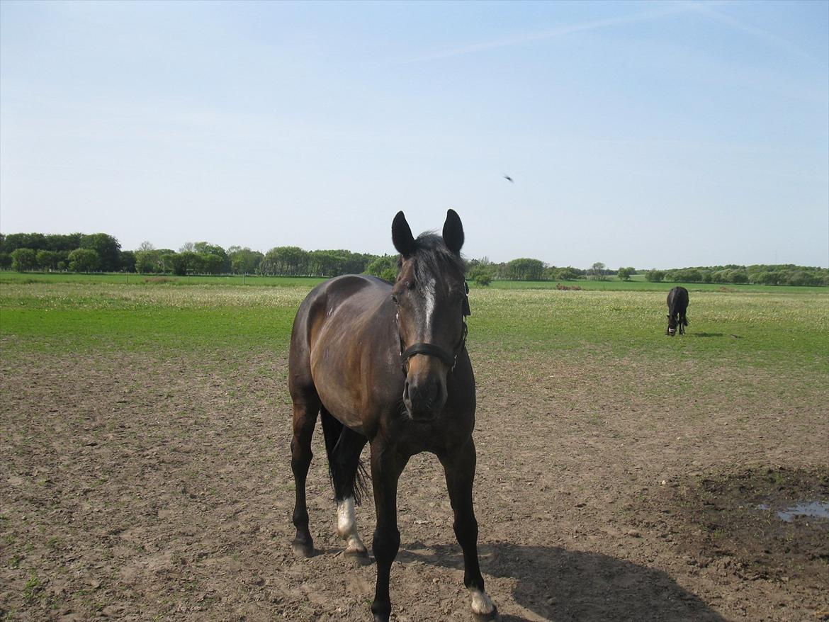 Oldenborg Enzo billede 4