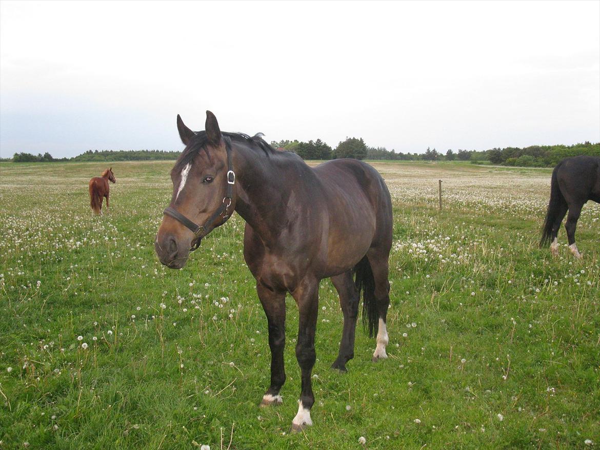 Oldenborg Enzo billede 5