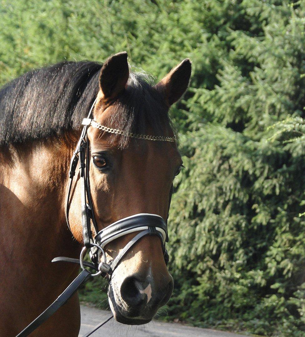 New Forest Kantje's Thierry B-pony RIP billede 8