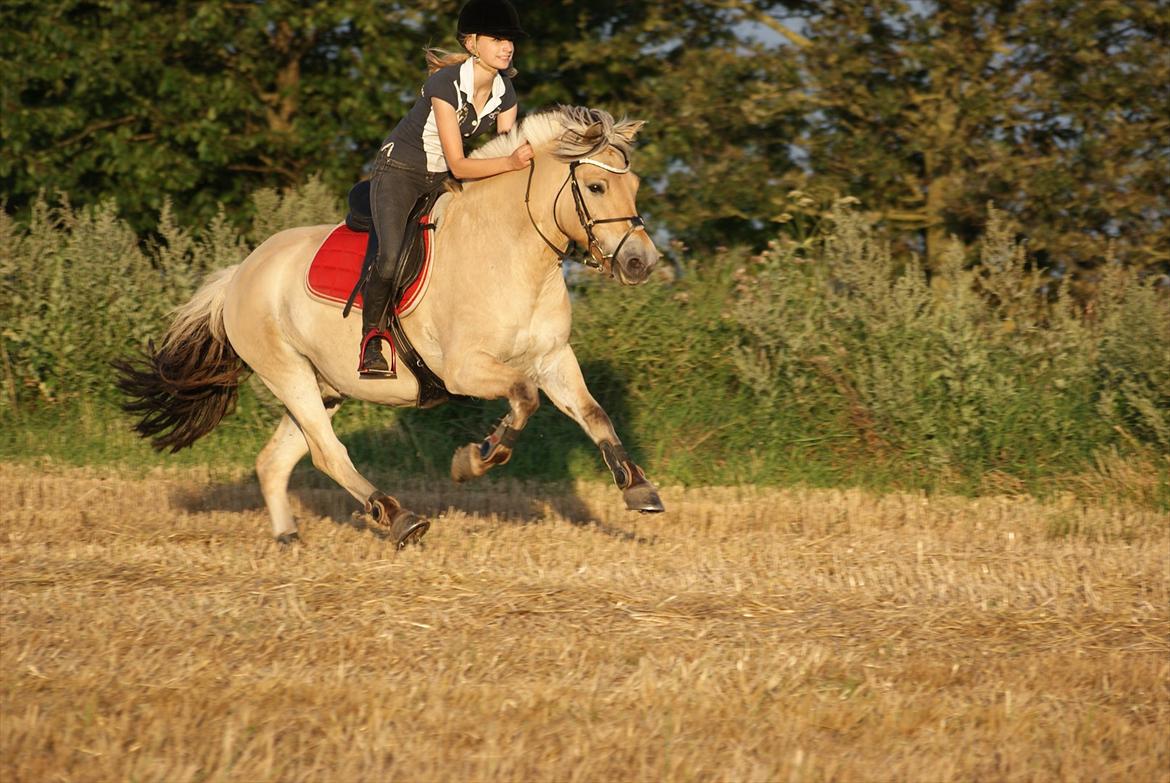 Anden særlig race Cognac billede 20
