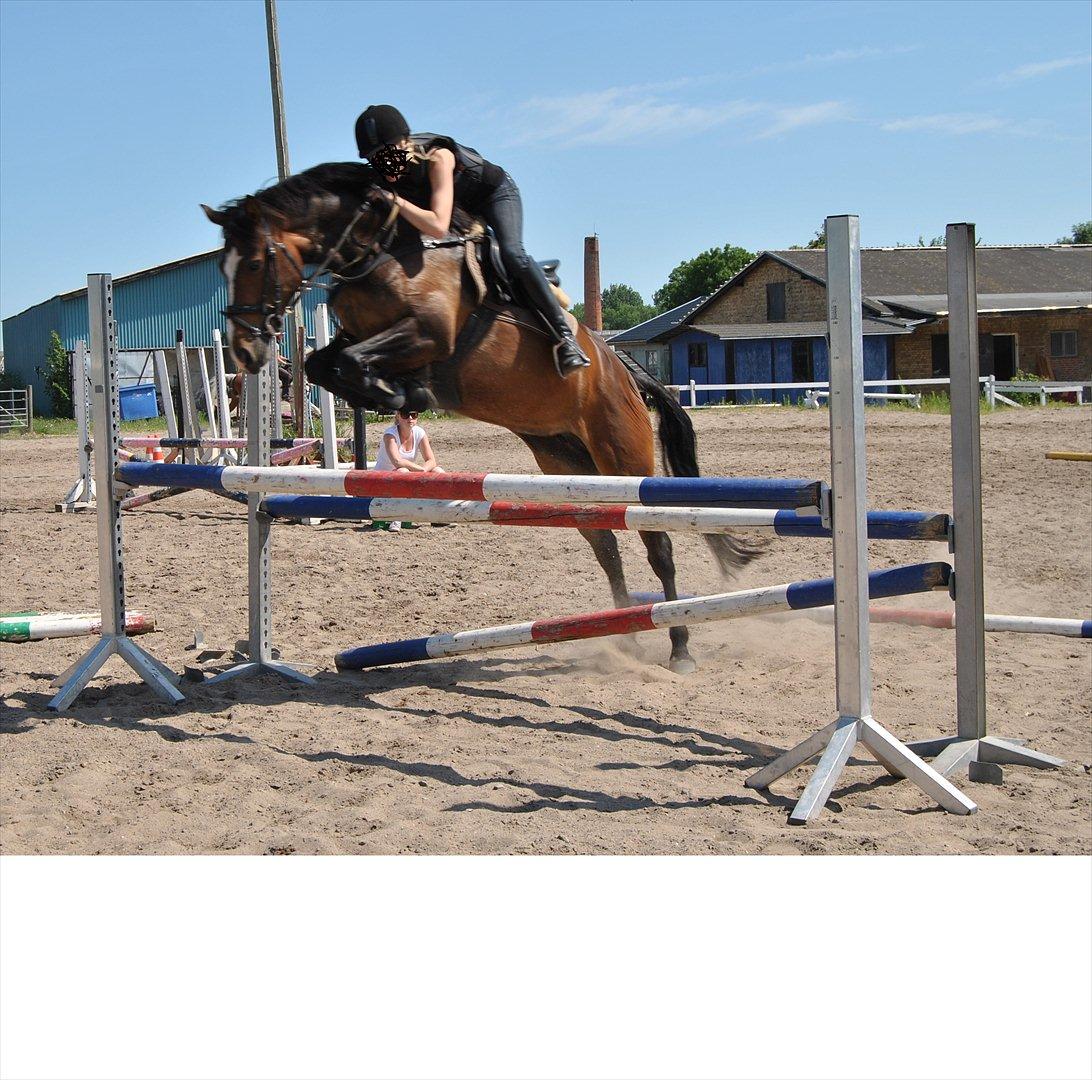Anden særlig race Birkemosens Jasmin - Jasmin i lækker stil over 100cm!!
3 gang hun sprang med rytter :O!<3 Syntes selv det er vildt godt gået ;D<3
AND Ridelejr 2011!<3 billede 8