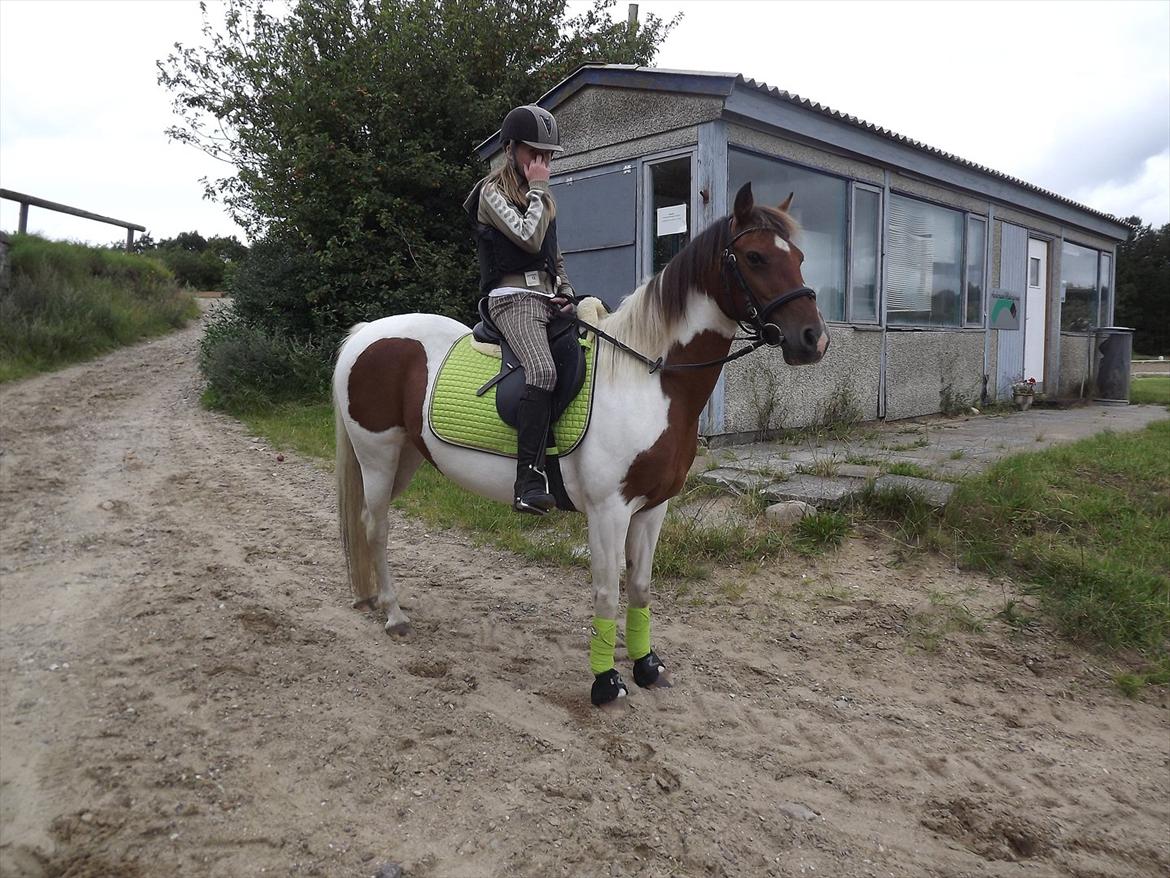Pinto Starlight-  tidl Lånepony- l - You can light op the dark¤Dressurundervisning. Foto:Mia med mit kamera billede 3