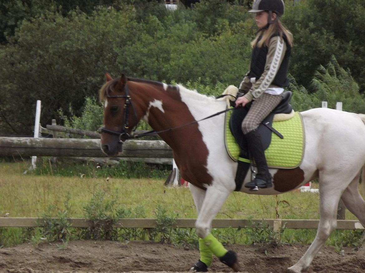 Pinto Starlight-  tidl Lånepony- l - You make everbody happy¤Dressurundervisning. Foto:Mia med mit kamera billede 4