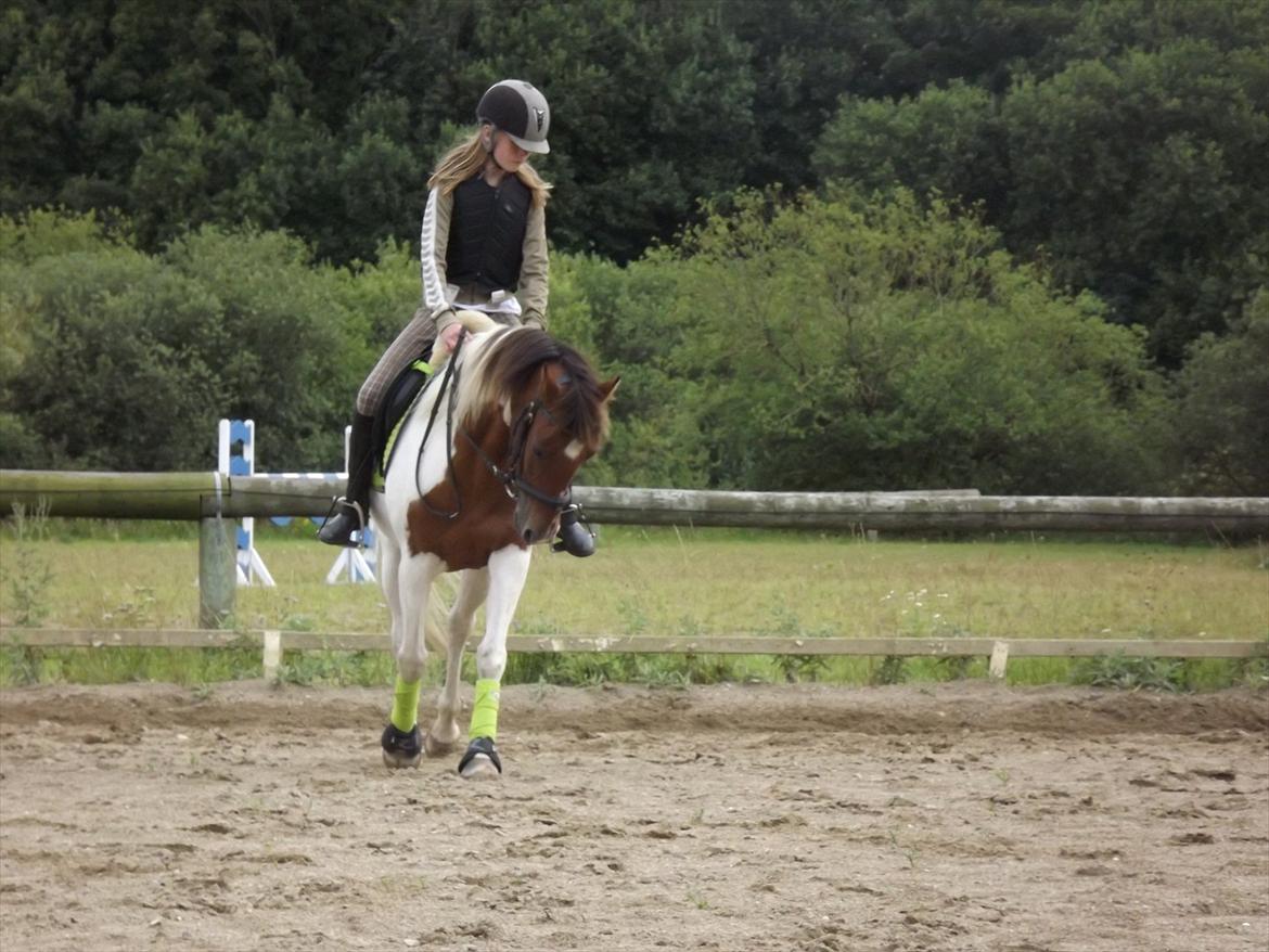 Pinto Starlight-  tidl Lånepony- l - Kærligheden er når man ikke vil sove, fordi virkeligheden er bedre en drømme¤Dressurundervisning. Foto:Mia med mit kamera billede 7