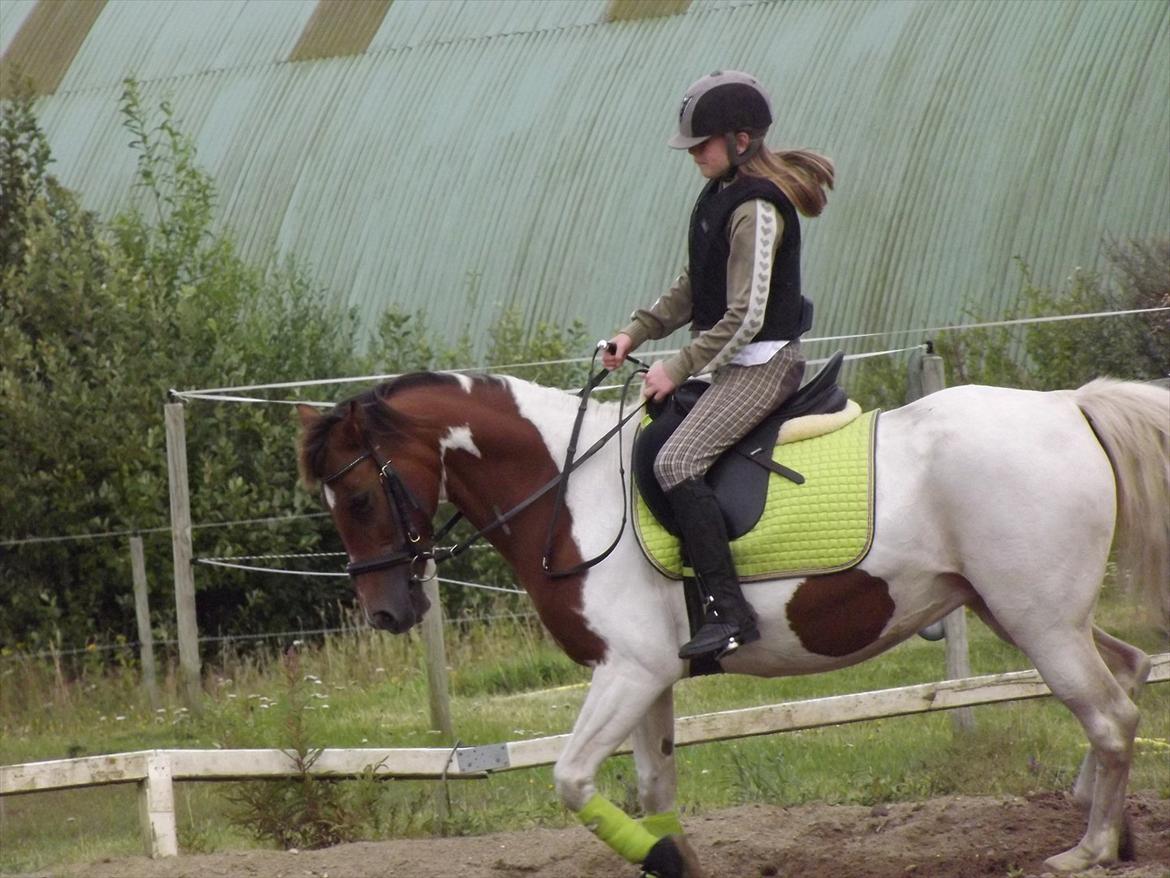 Pinto Starlight-  tidl Lånepony- l - Arbejd, som om du skulle leve forevigt. Elsk, som du skulle dø idag¤Dressurundervisning. Foto:Mia med mit kamera billede 10