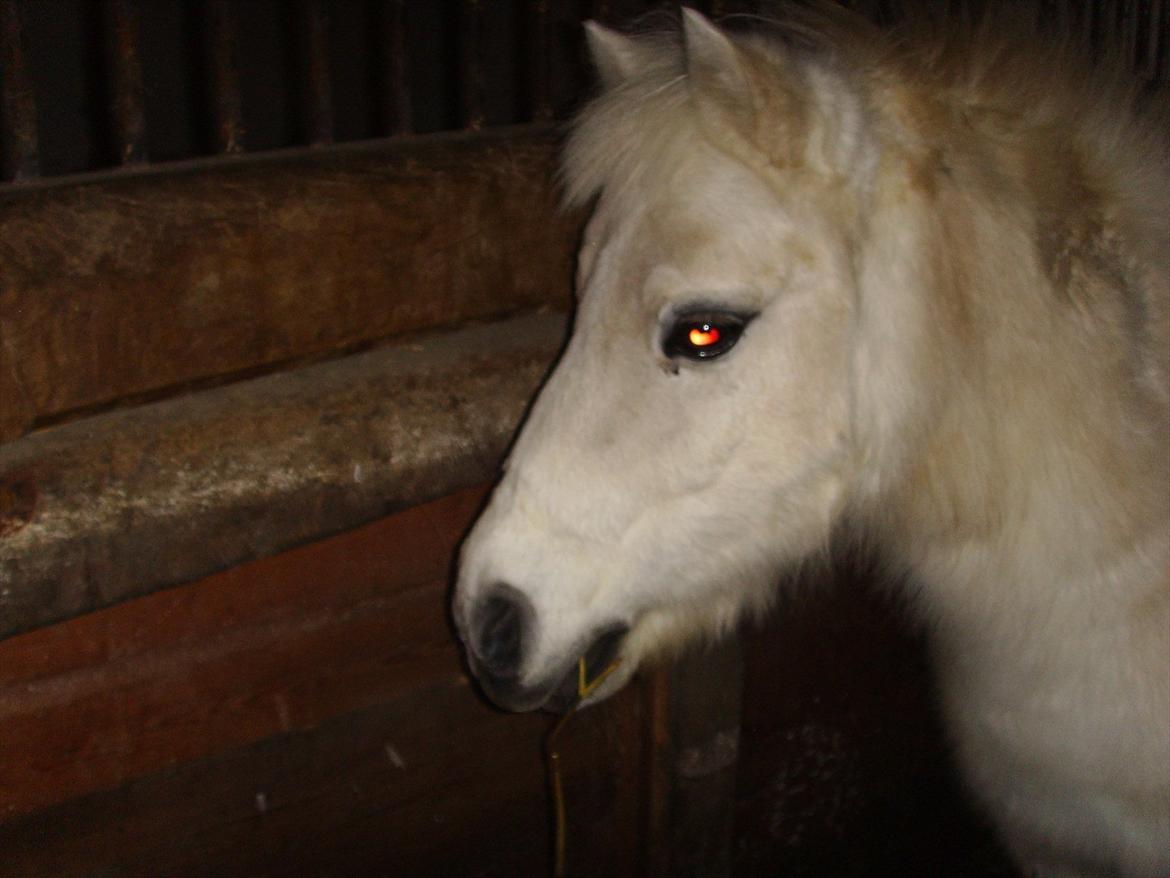 Anden særlig race Kasper billede 3