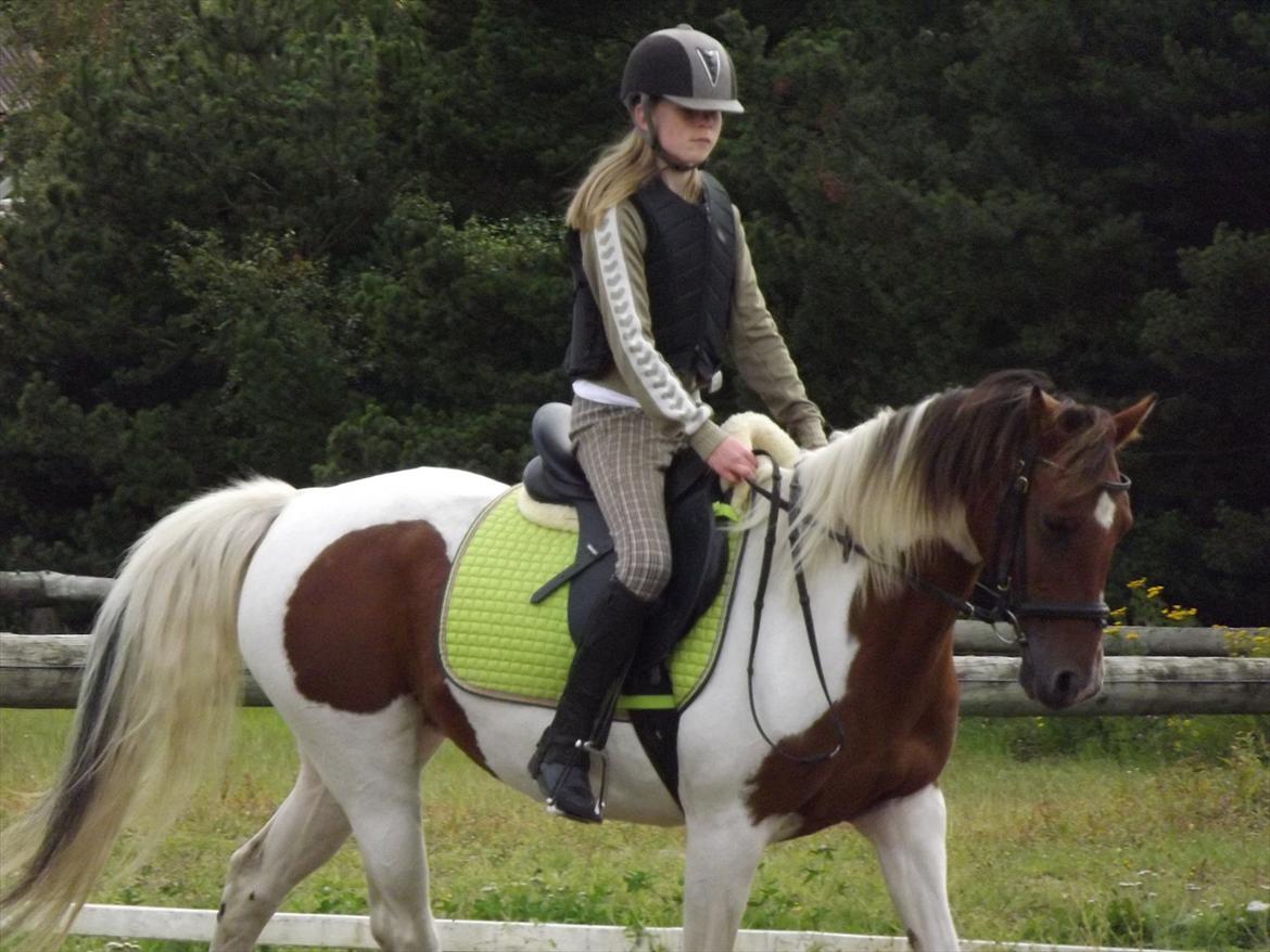 Pinto Starlight-  tidl Lånepony- l - Du ser lyset og ved at, det lys er værd at kæmpe for¤Dressurundervisning. Foto:Mia med mit kamera billede 11