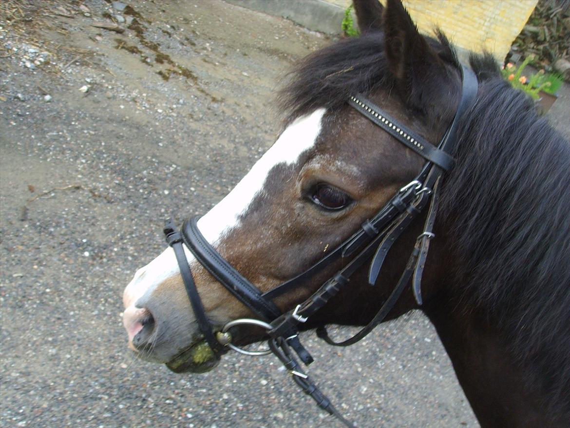 New Forest Cherie billede 5