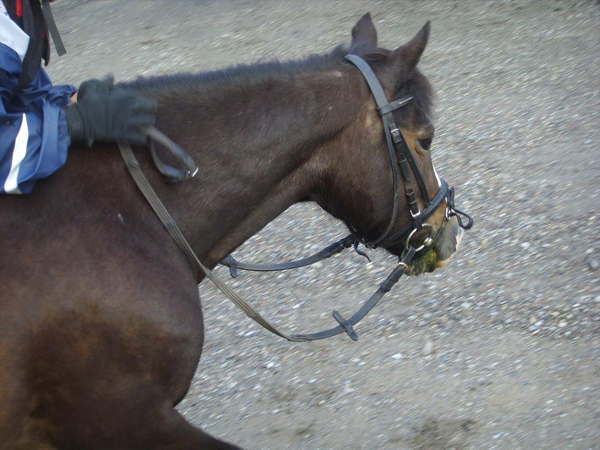 New Forest Cherie billede 6