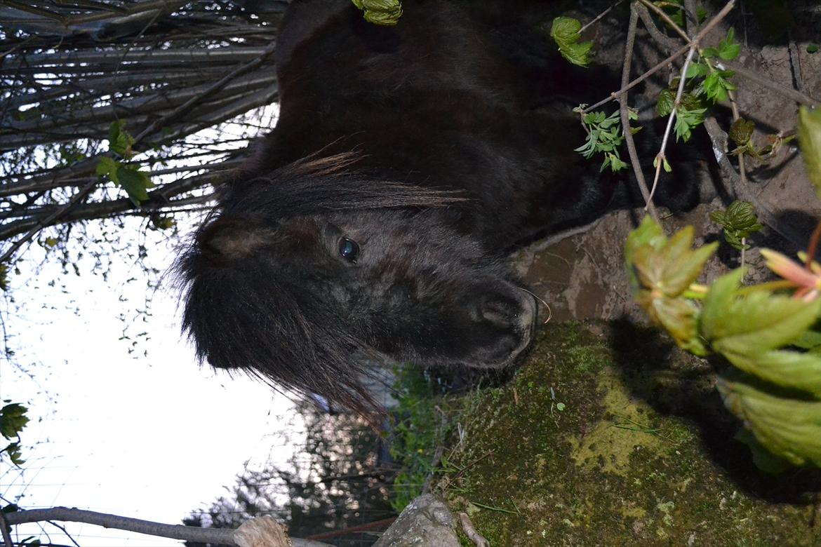 Shetlænder Teddy - se lige den lille trold ;) billede 4